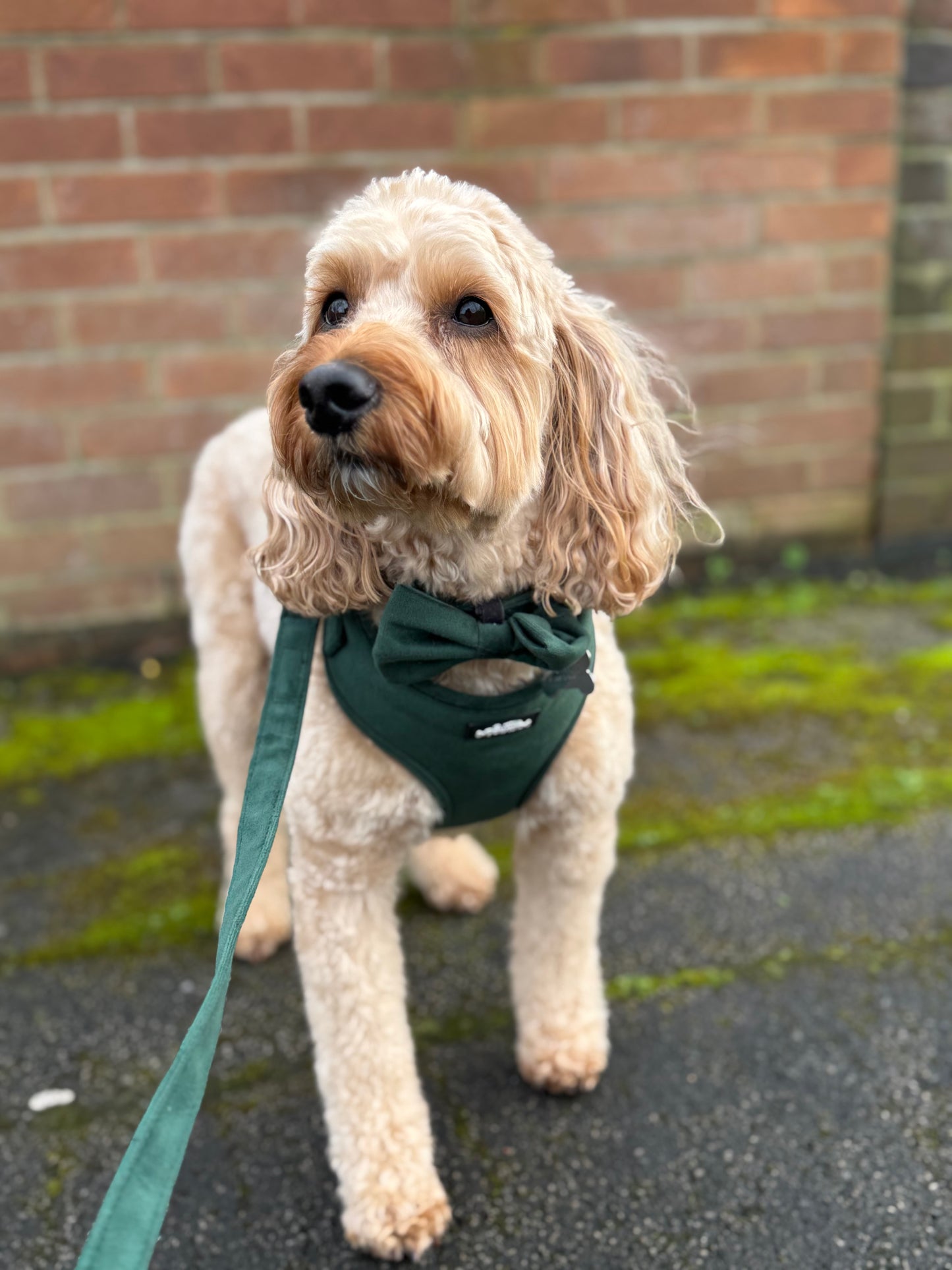 green velvet dog harness for dogs & puppies