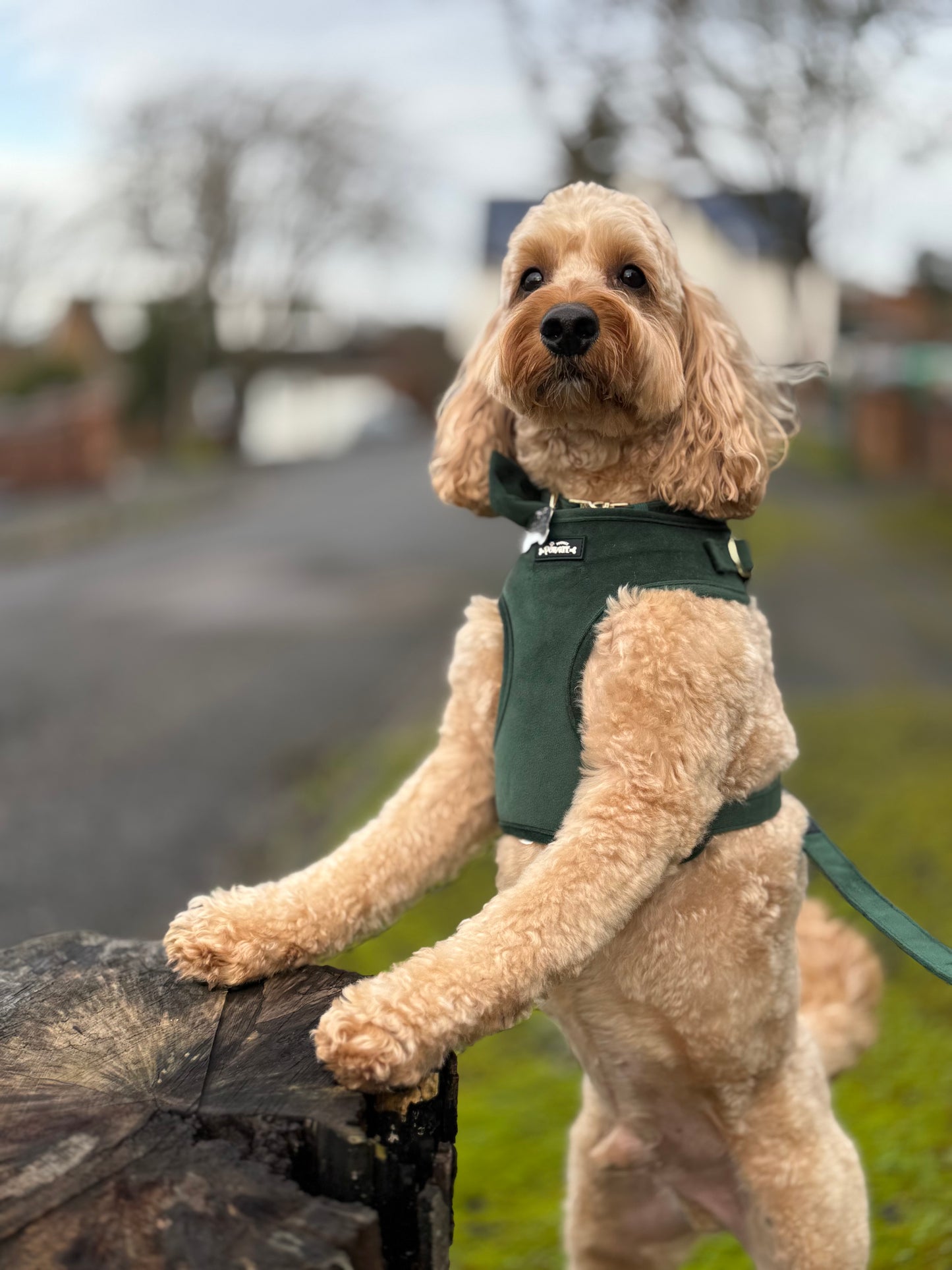 green velvet harness for dogs and puppies