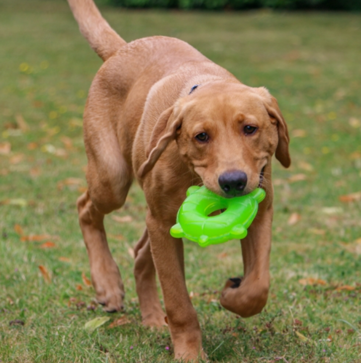 Cooling Toys - Freezable Dog Toys to Keep Your Dog Cool