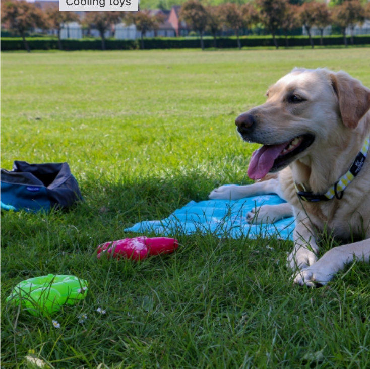 Cooling Toys - Freezable Dog Toys to Keep Your Dog Cool