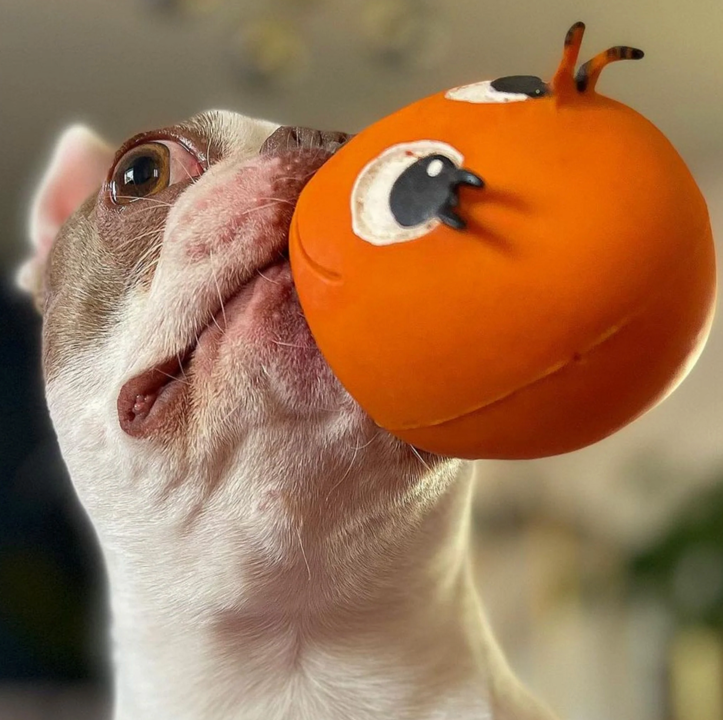 OVO XXL Orange Egg - Dog Toy