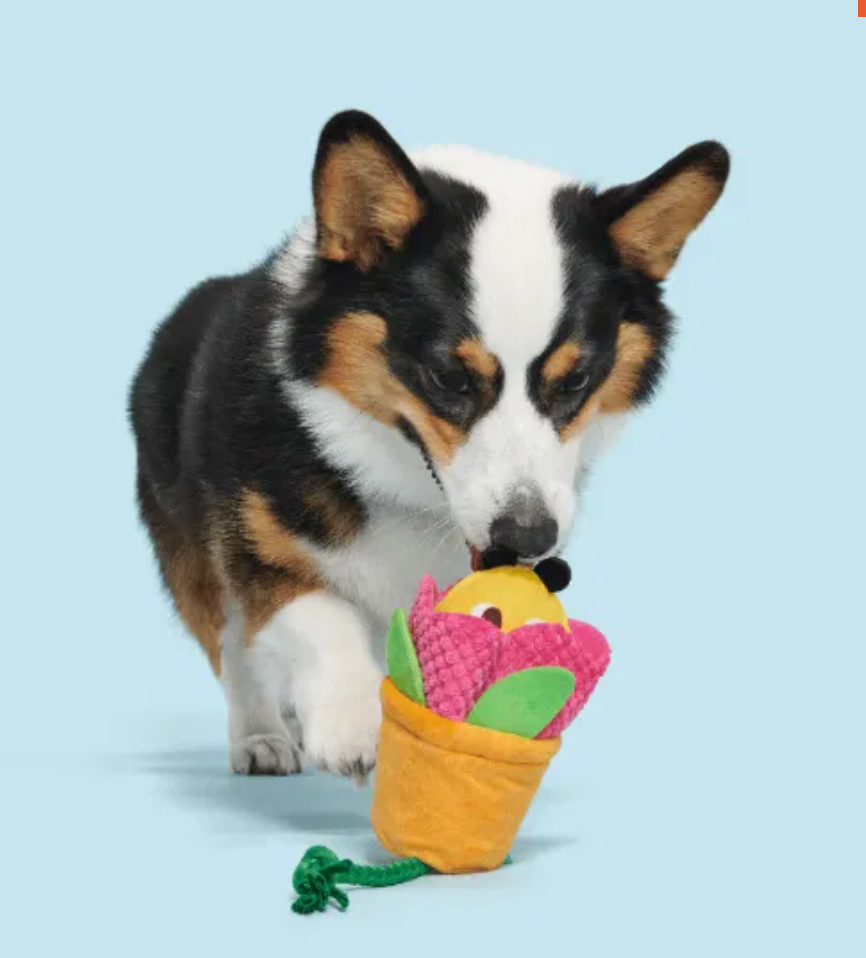 Bark Toys - Pollen Nate Dog Toy