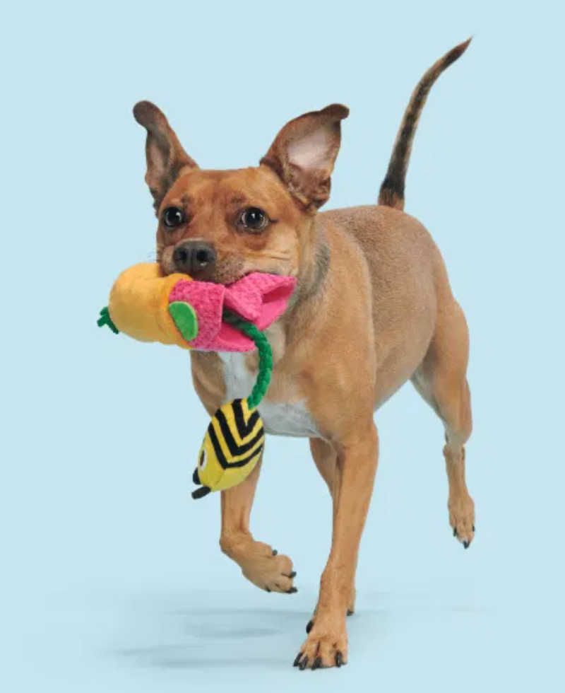 Bark Toys - Pollen Nate Dog Toy