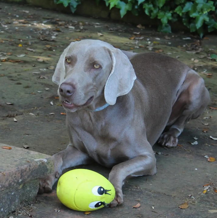 XXL Ovo egg with dog