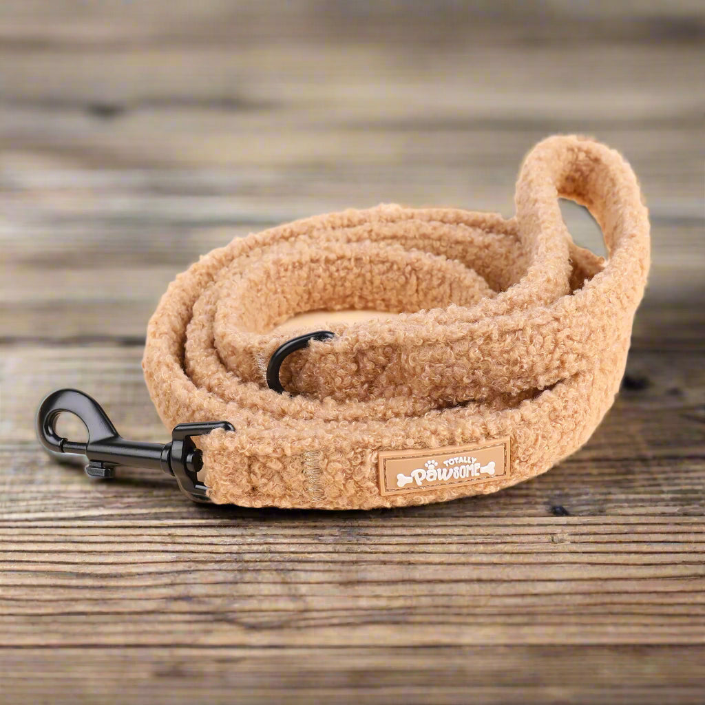 brown teddy dog long lead
