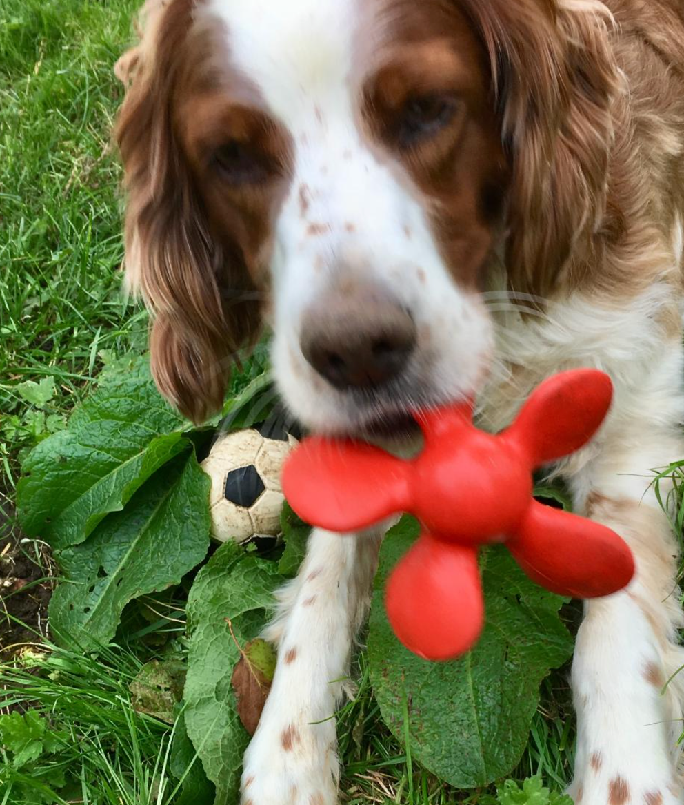 propeller dog toy
