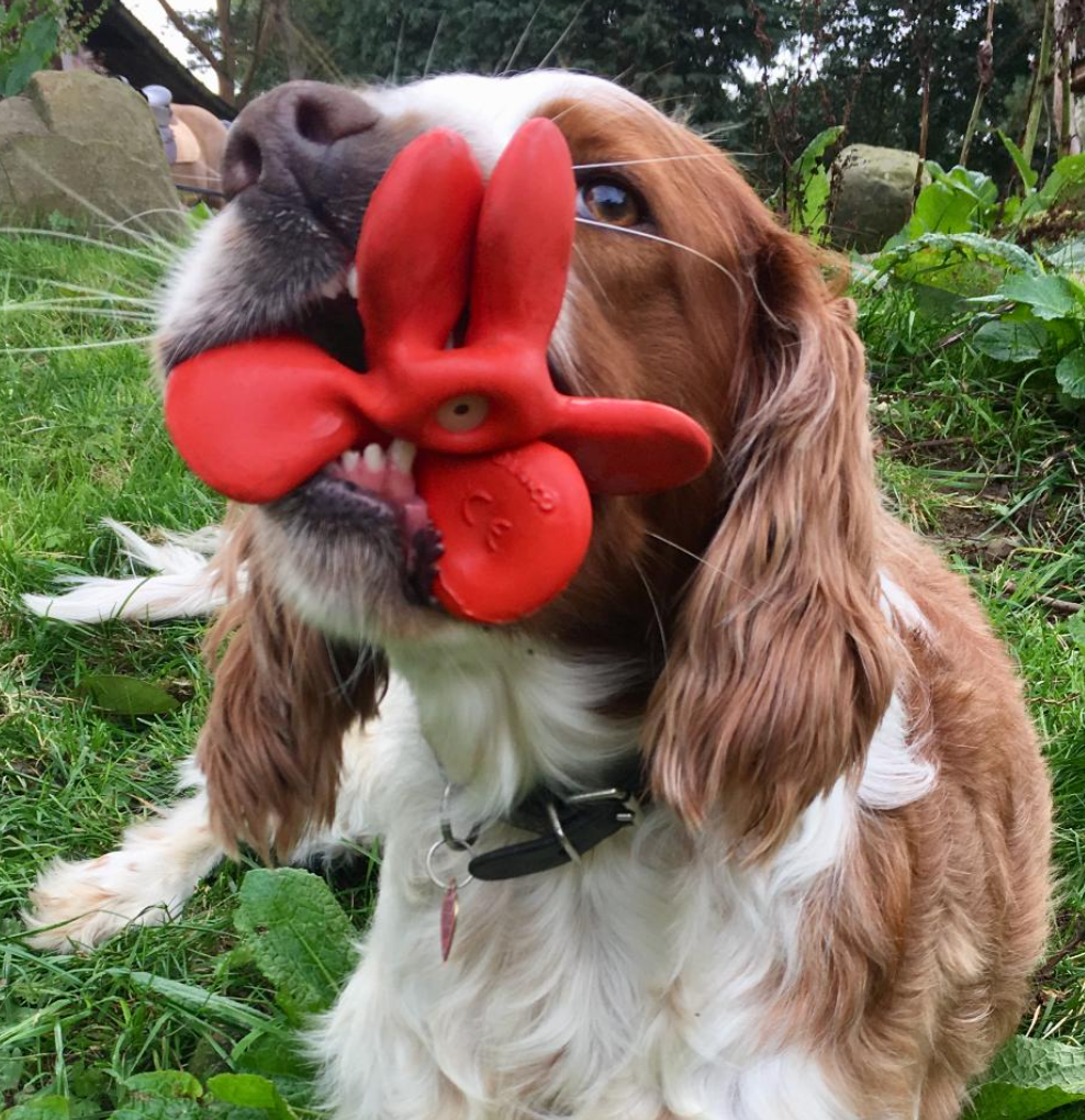 propeller dog toy with dog