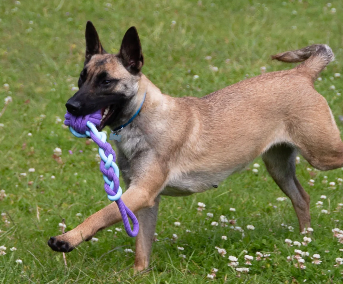 Battersea Rope Dog Toy with dog