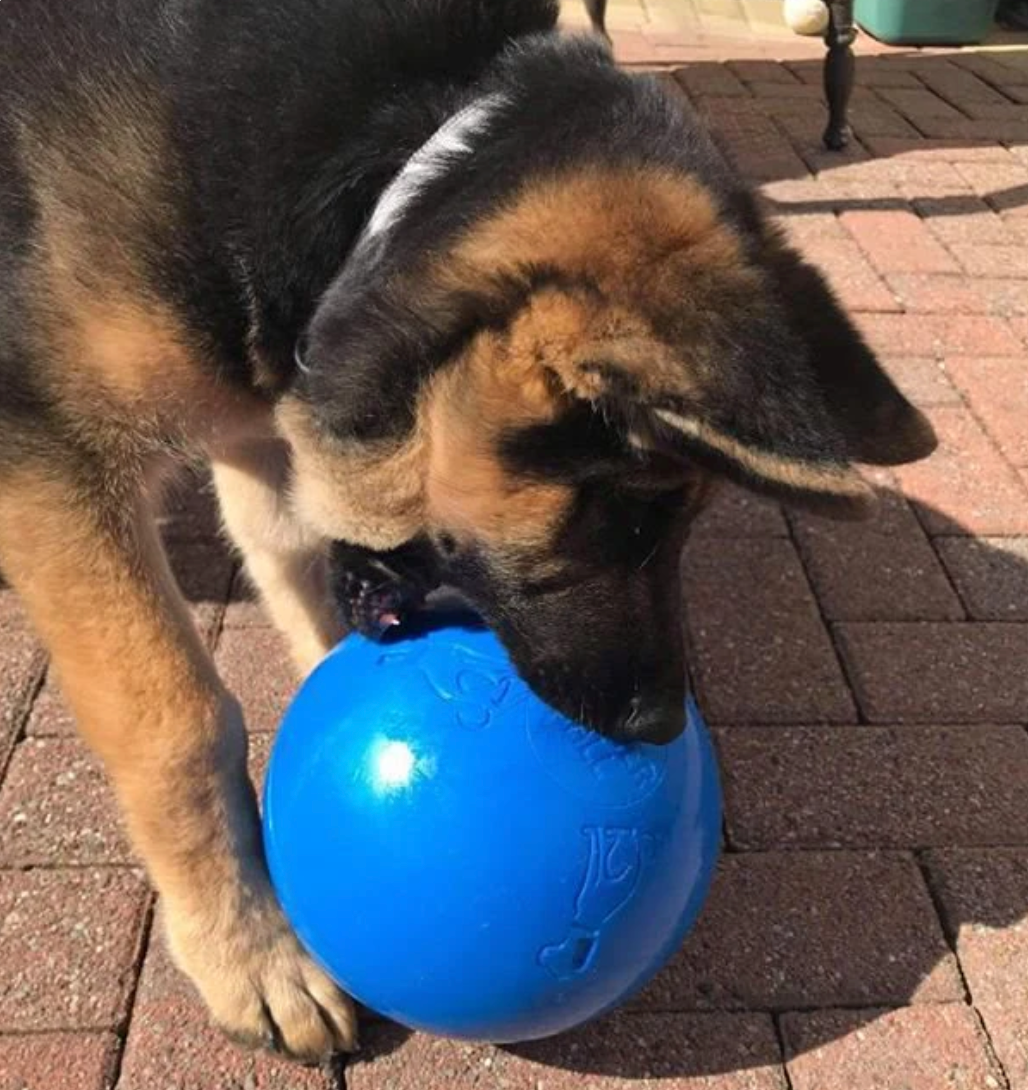 Boomer ball for dogs - Multiple colours blue with dog