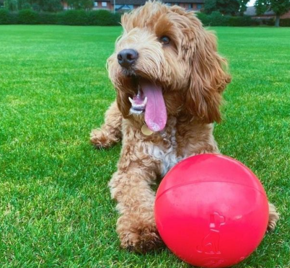Boomer ball for dogs - red