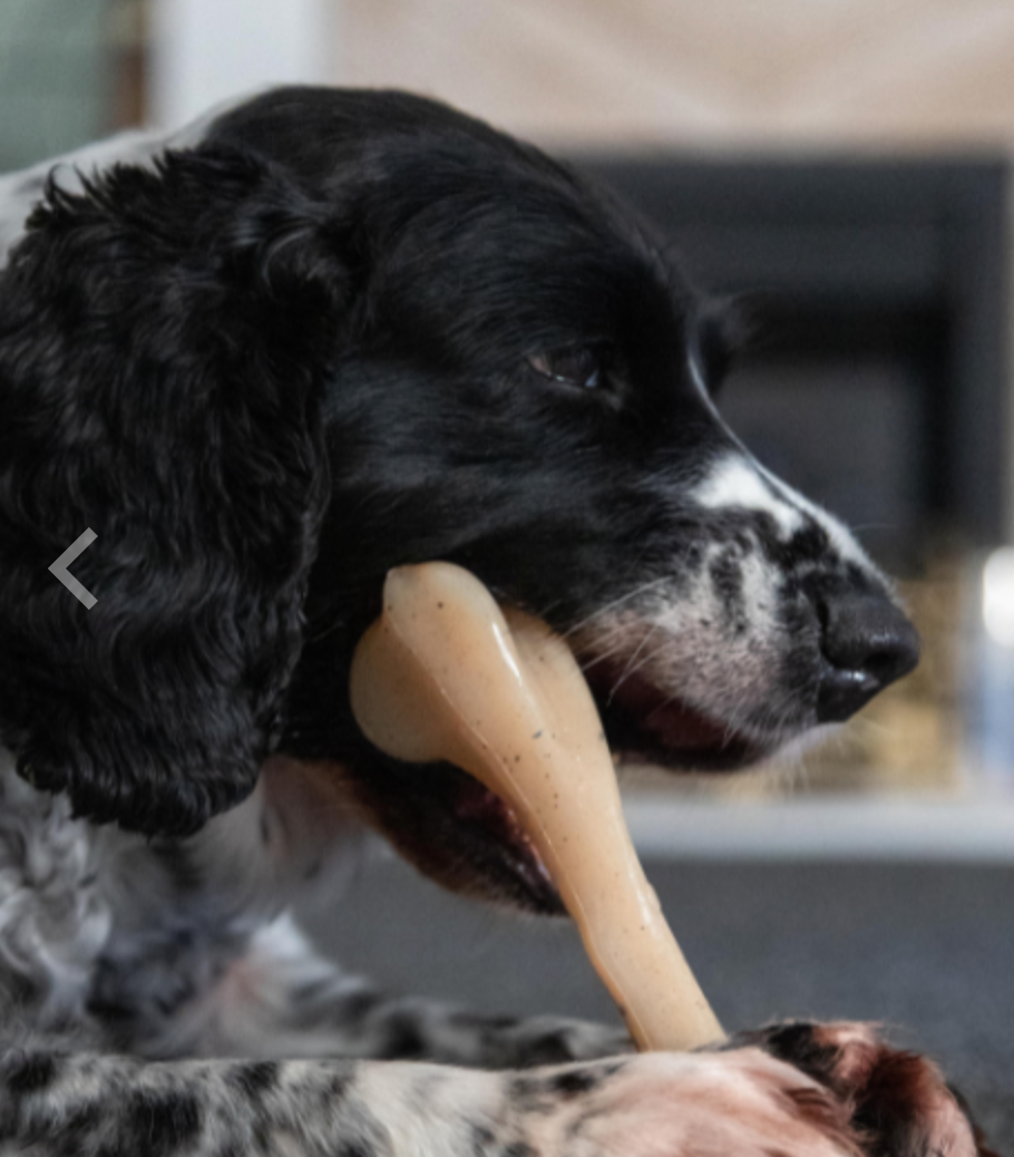 Dog + Bone
