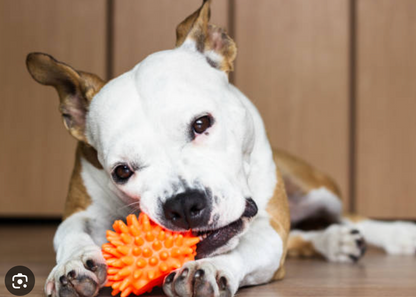 Dog Treat & Toy Bundle Pic