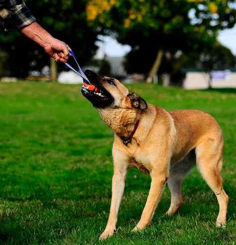 dog with tug toy