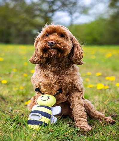 Flingerz Bee Toy with dog