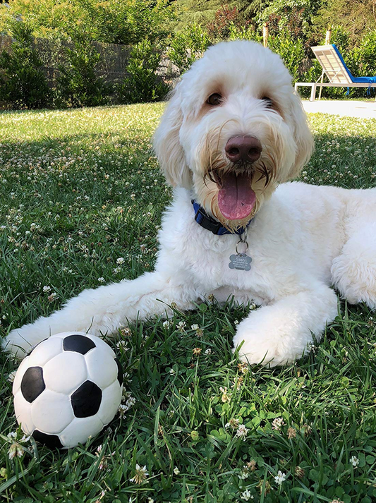 OVO - Football Dog Toy