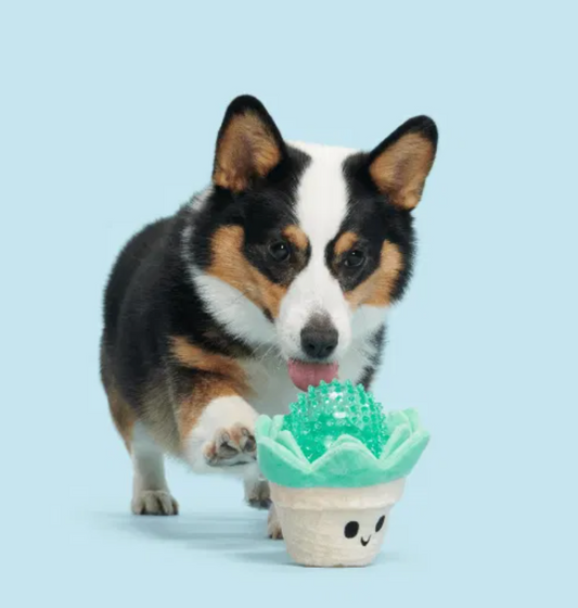 Bark Toys - Suki Succulent Dog Toy