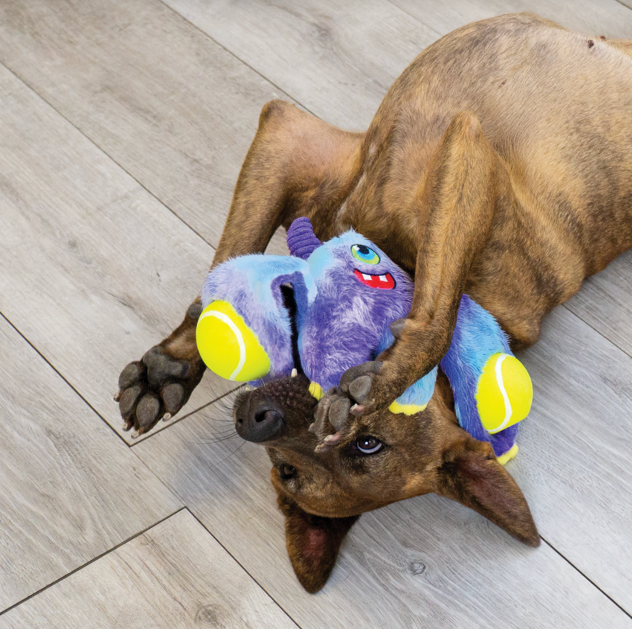 WoozlesDog Toy