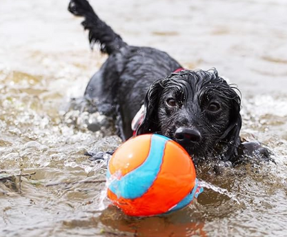 chuckit ball with dog in sea