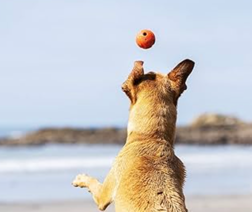 chickit dog ball with dog