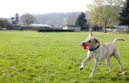 chuckit dog toy - tumble bumper