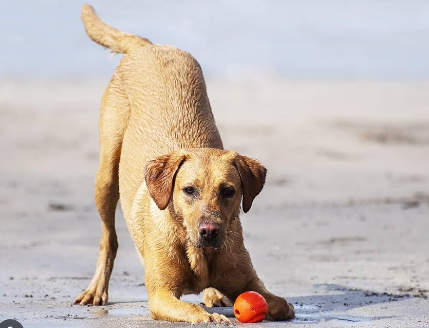 dog with chuckit ball