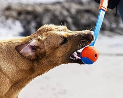 dog with chuckit launcher