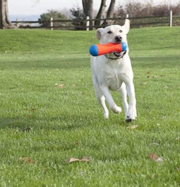 dog with orange toy