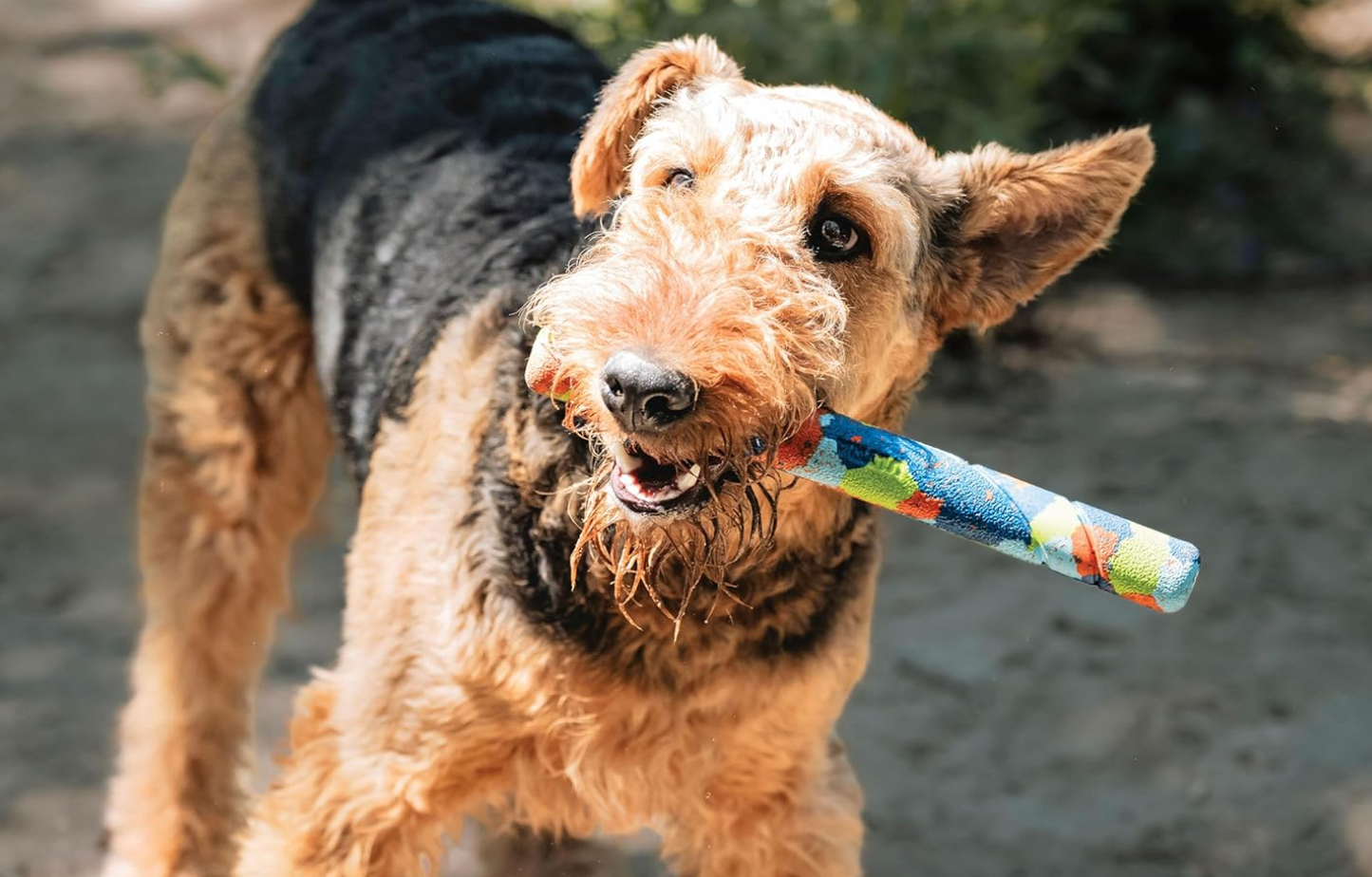 dog with fetch stick