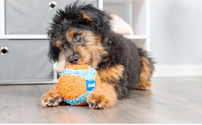 dog with indoor ball