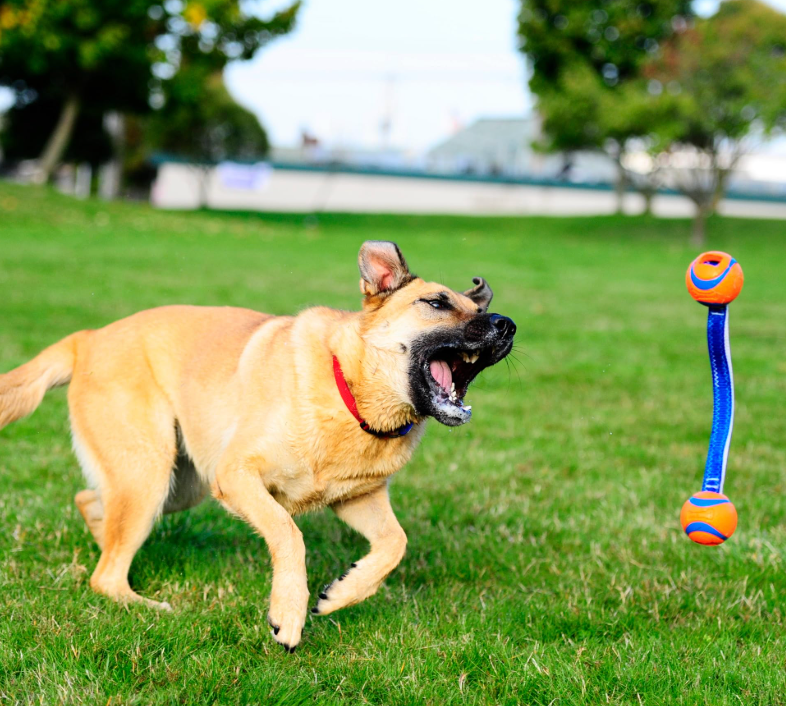 dog with orange ball