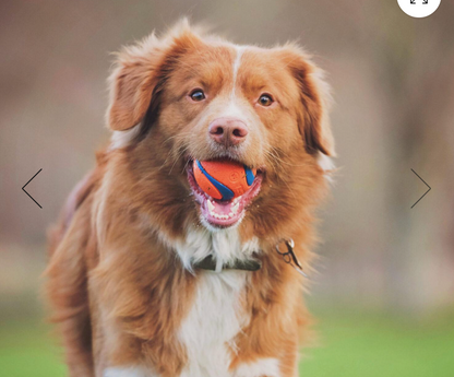 dog with rubber ball