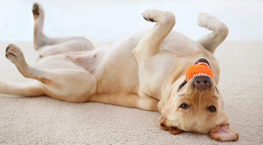 dog with rubber ball