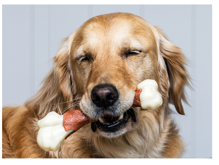 labrador wth bone