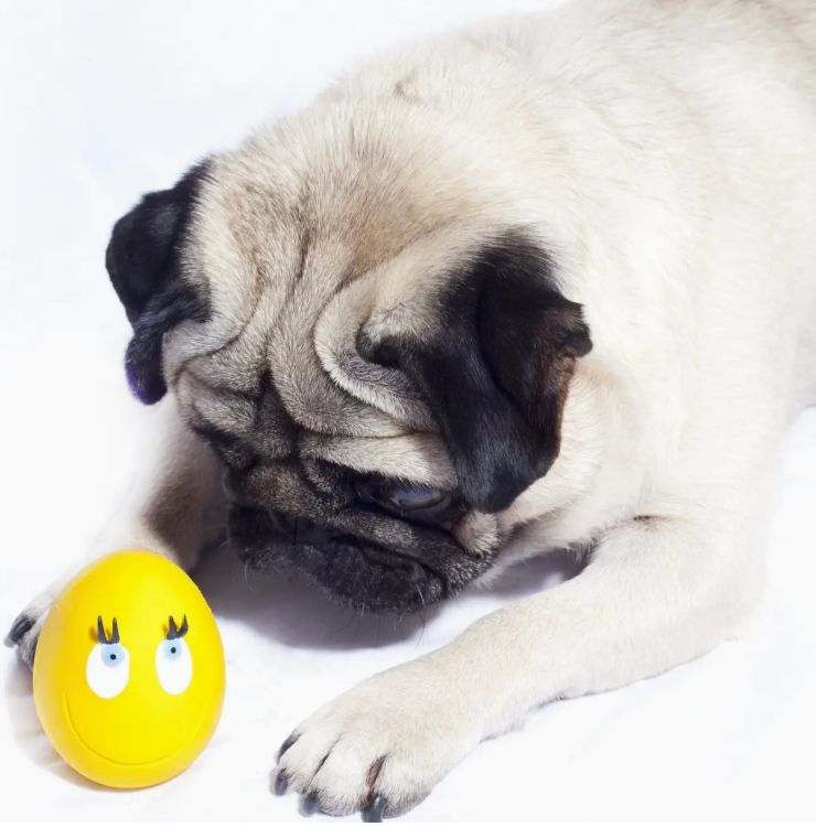 yellow ovo egg with dog