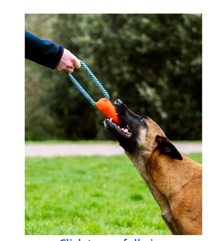 tug toy with dog