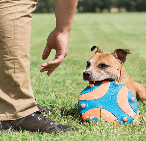 whistle flight dog tou with dog